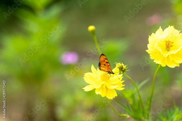 Fototapeta butterfly on a flower