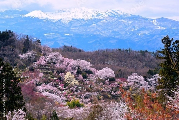Fototapeta 花見山