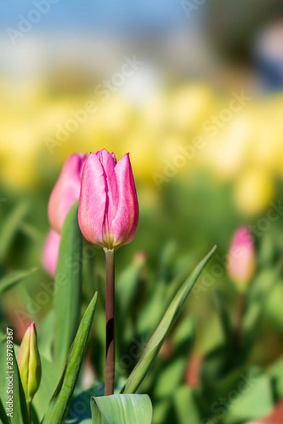 Obraz 早春のチューリップ