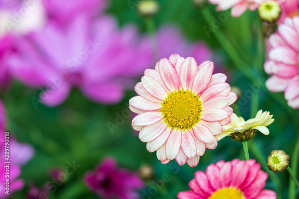 Obraz 薄ピンクの花