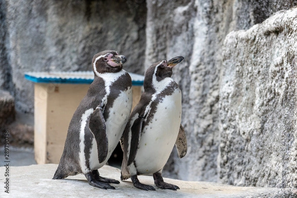 Obraz 2羽のペンギン