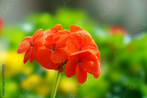 Obraz オレンジの花