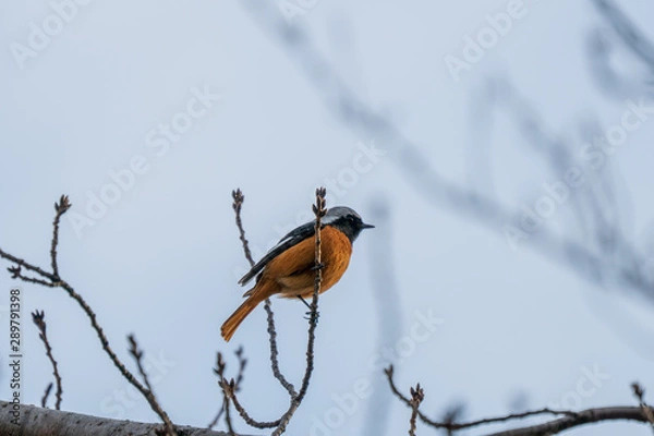 Obraz 枝にとまる