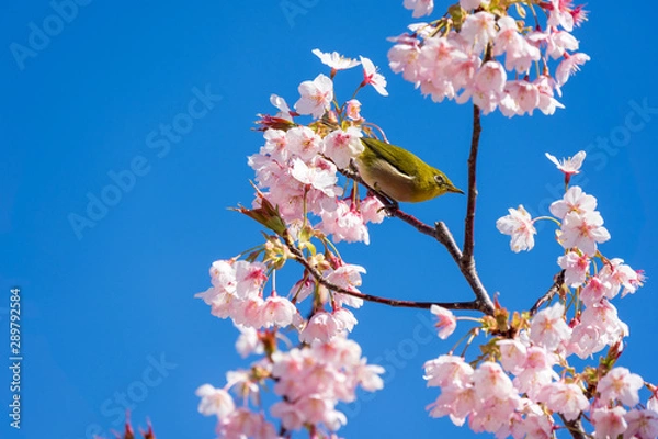 Obraz 梅とメジロ