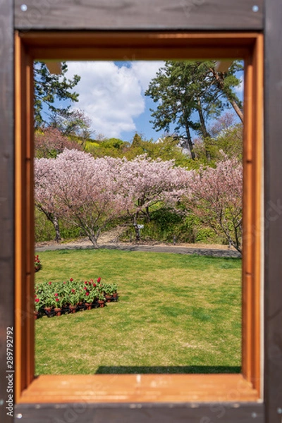 Obraz 額縁の中の桜