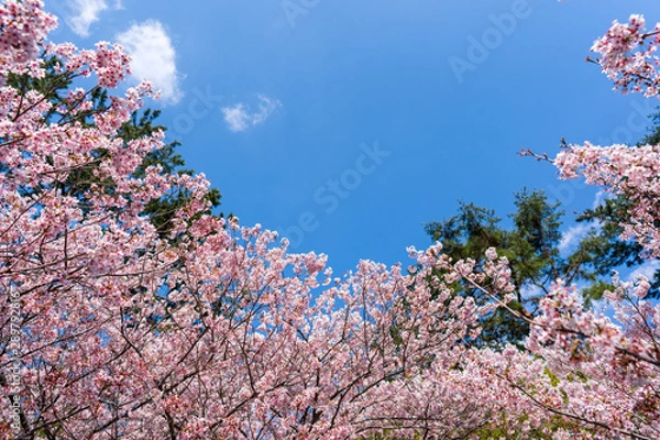 Obraz 空と桜