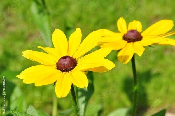 Fototapeta Sonnenhut