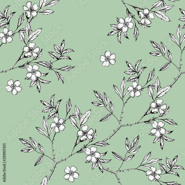 Obraz Botanical drawing flowers cosmos pattern. Seamless flower pattern background with Dog-rose flower drawing illustration for wedding table, greetings, wallpaper, fashion, backgrounds, wrappers, cards
