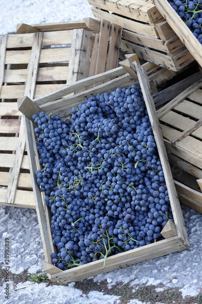 Obraz Uva in cassetta