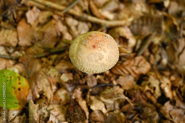 Obraz mushroom in forest