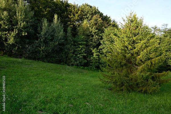 Obraz path in the forest