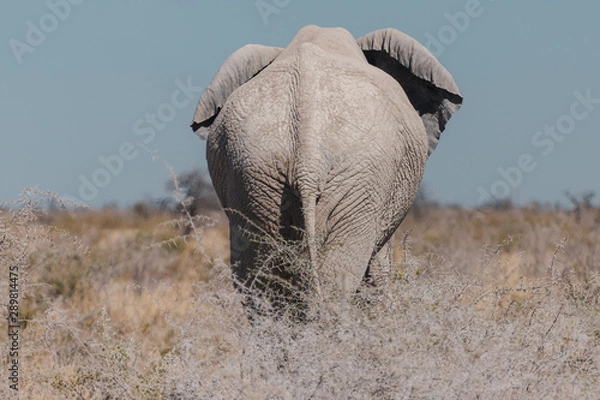 Fototapeta Elephant in the Wild in Afirca