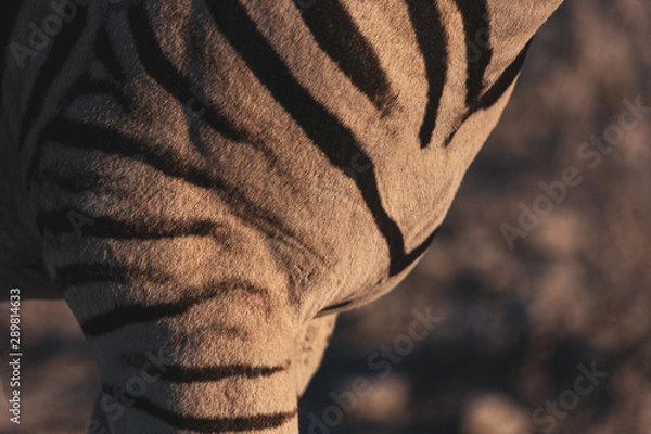 Fototapeta close up of a zebra