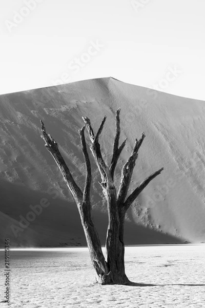 Obraz black and white tree sossusvlei 