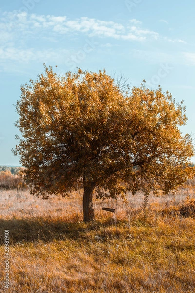 Fototapeta tree in autumn