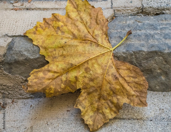 Fototapeta fallen leaves