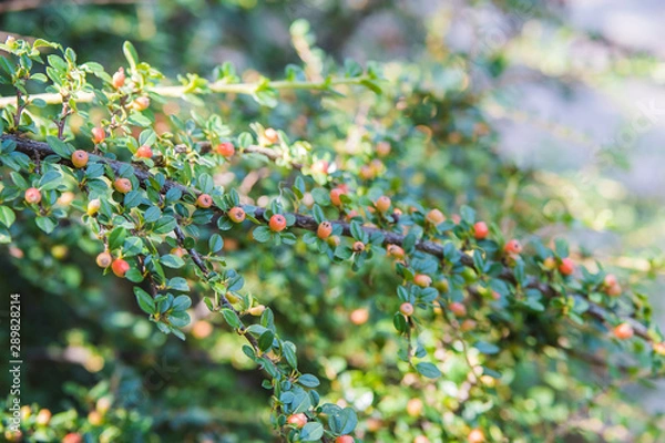 Fototapeta red berries 