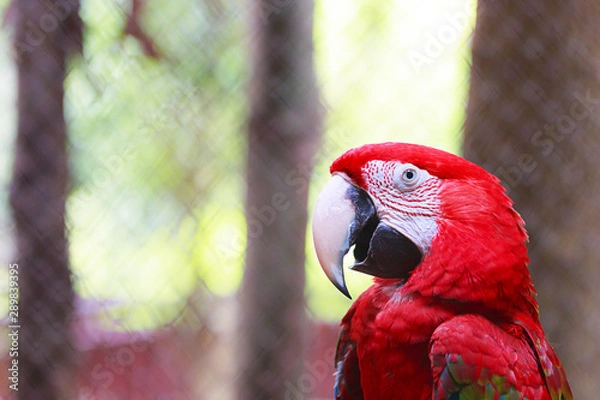 Fototapeta Red and green Macaw. 