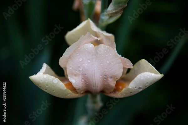 Fototapeta beautiful iris after rain