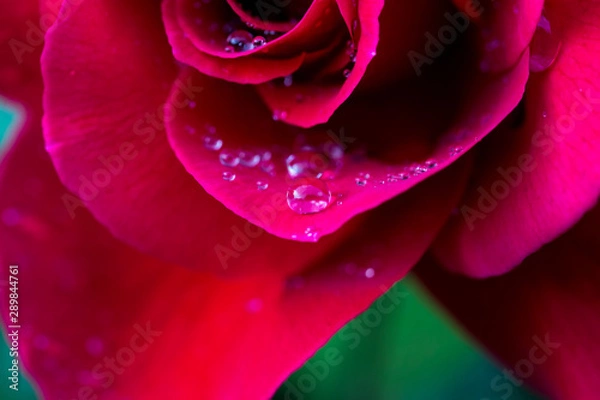 Obraz red rose with water drops