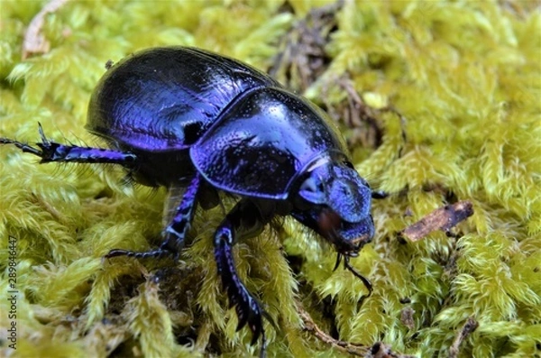 Fototapeta black beetle