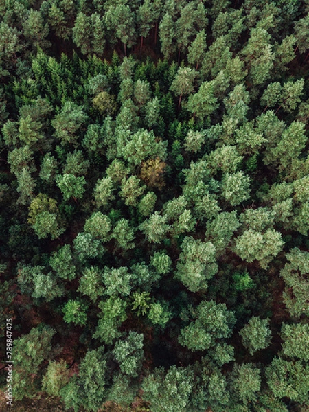 Obraz Wald von oben