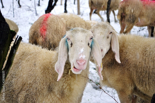 Fototapeta Vineyard snow