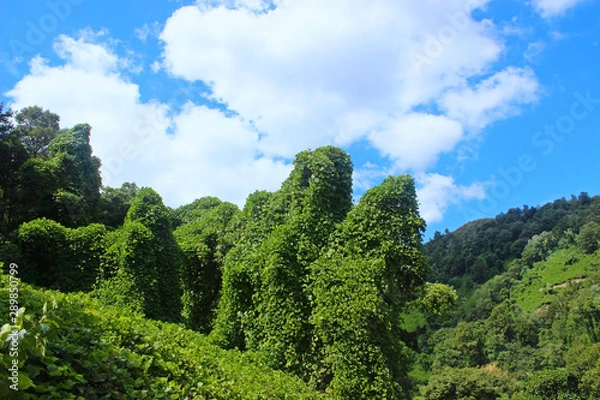 Fototapeta 칡덩굴