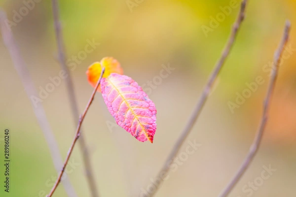Fototapeta small pink autumn leaf, blurry colorful background in fall season