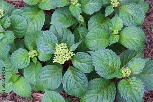 Obraz Colorful Flowers