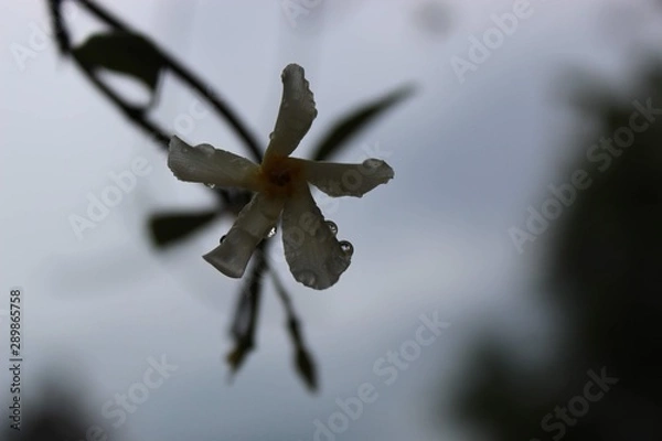 Obraz flower in the shadows