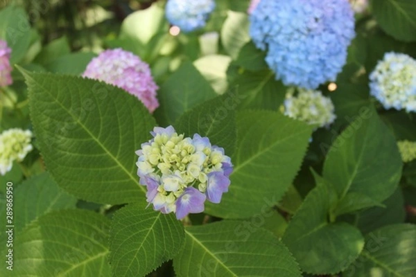 Obraz flowers in garden