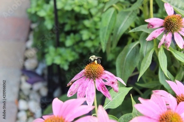 Obraz bee on a flower