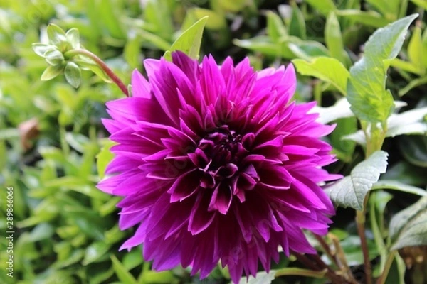 Obraz purple flower dahlia
