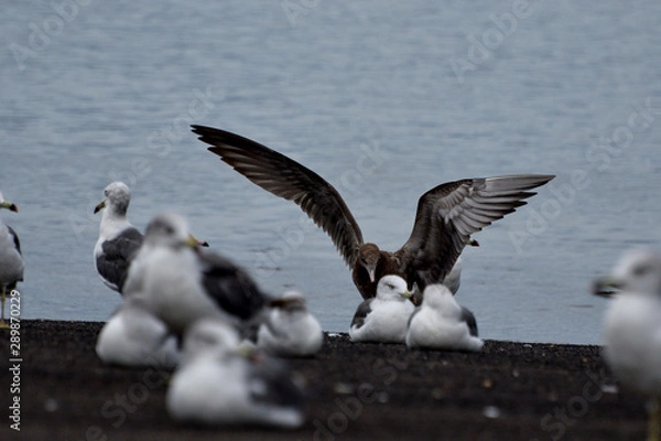 Obraz seagulls on the beach