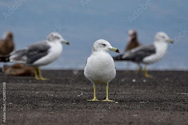 Obraz seagull on the beach