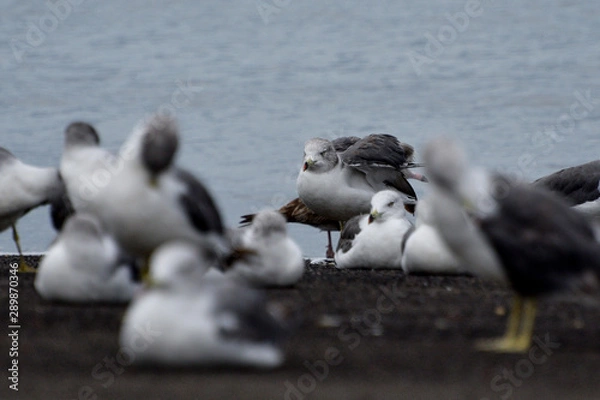 Obraz seagulls on the beach