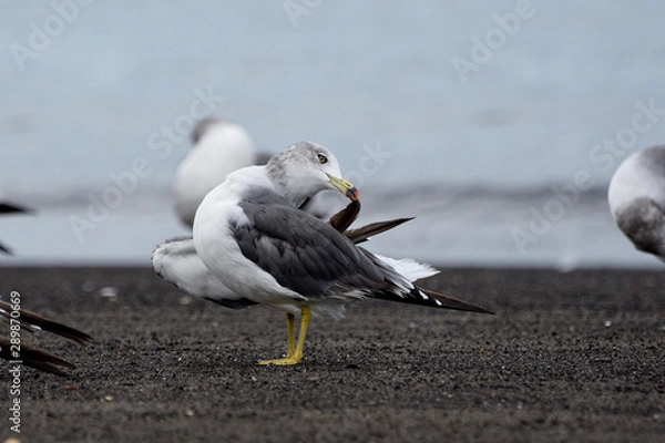Obraz seagull on the beach