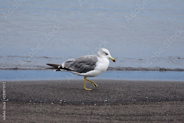 Obraz seagull on the beach