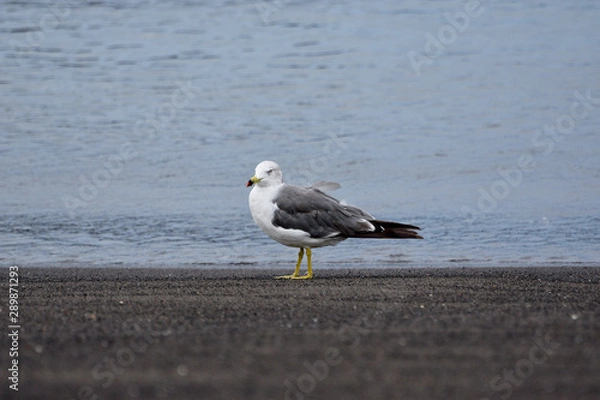 Obraz seagull on the beach