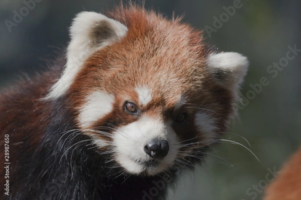 Fototapeta アップのレッサーパンダ