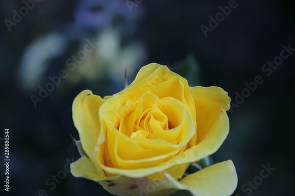 Obraz Yellow Rose