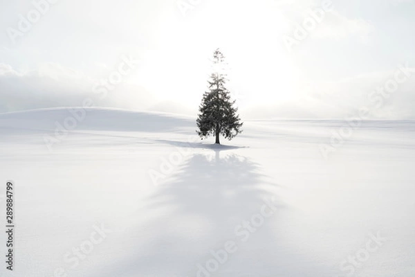 Fototapeta 冬の美英