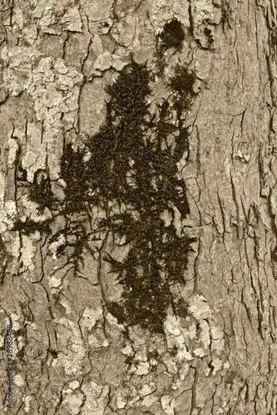 Fototapeta Baumrinde_009