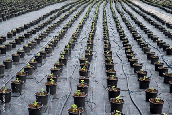 Obraz rows of young plants in greenhouse