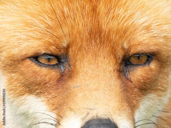 Fototapeta Fox close