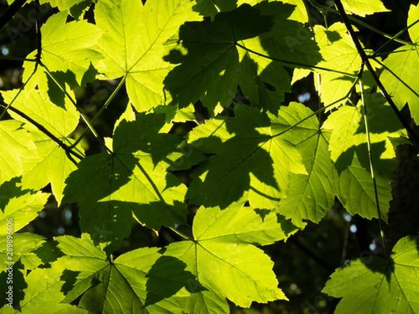 Obraz Leaves and shadow