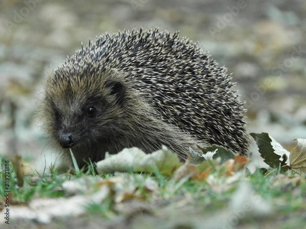 Fototapeta Hedgehog
