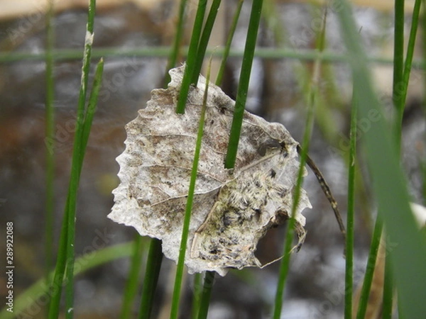Fototapeta Leaf in grass