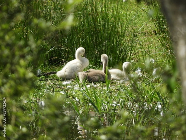 Fototapeta Young swans